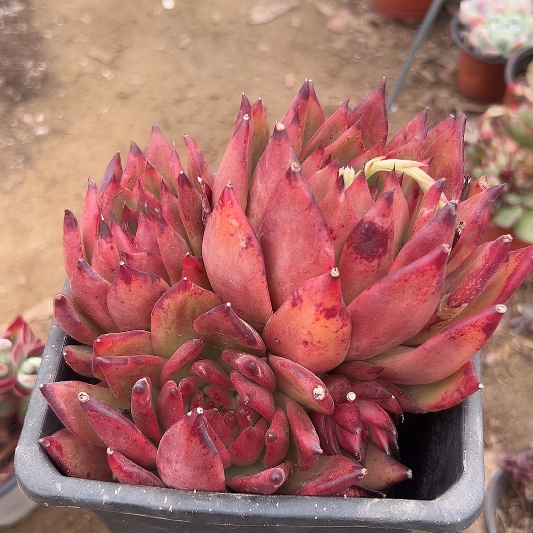 多肉植物超级弗兰克