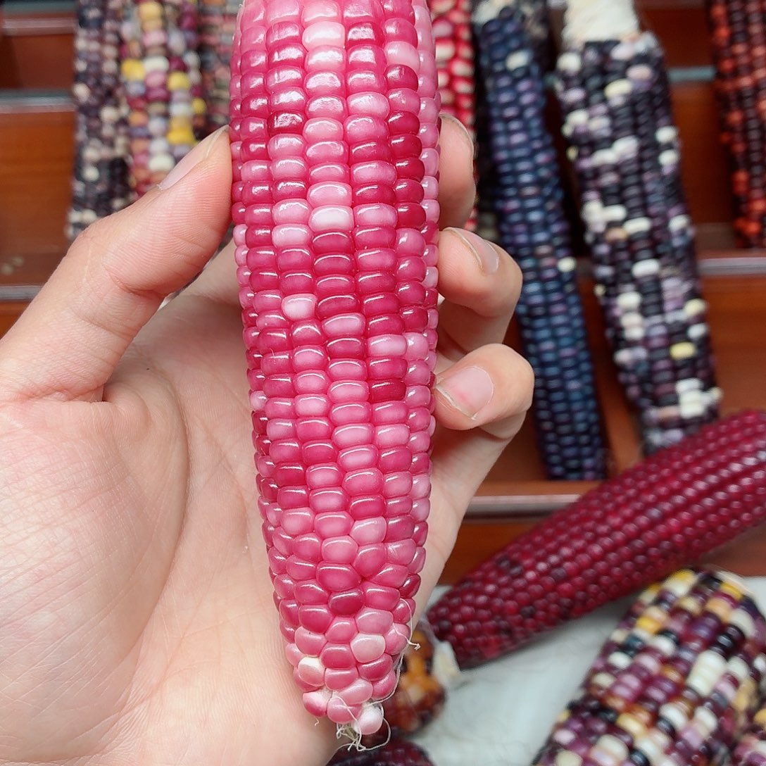 木***。吊坠白玉菩提文玩玉米毛料精品