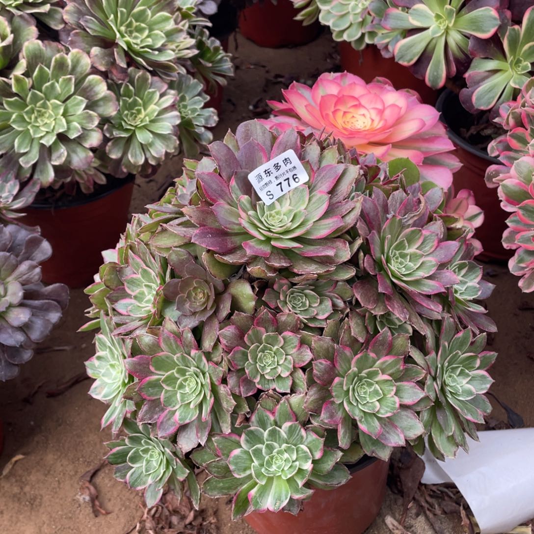 776莲花多肉法师断枝不包