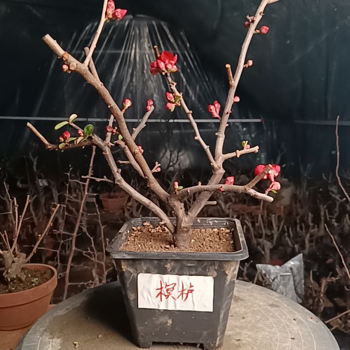 当前无花朵，栽培后可花朵