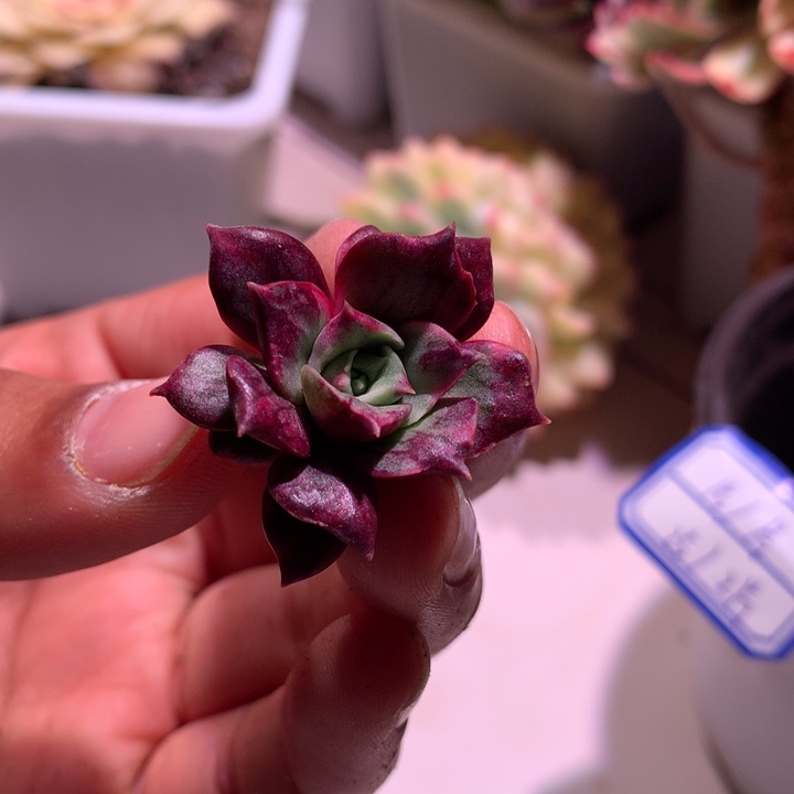 罗西玛侧芽锦锦锦