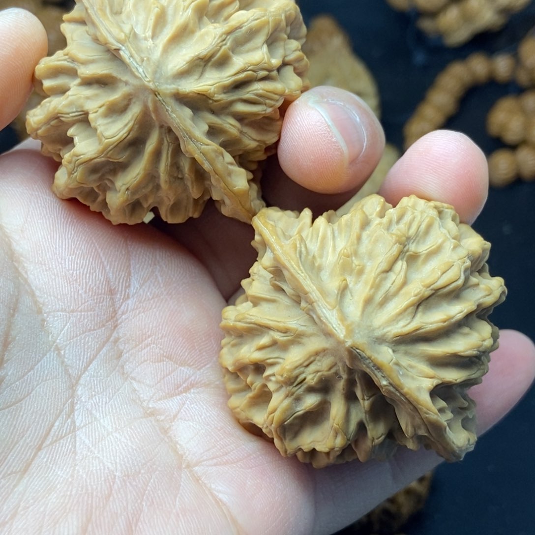腊***子帝王大花11号链接111111111
