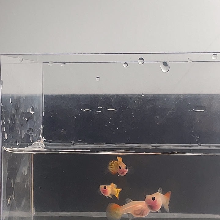 海水鱼火凤凰球2对