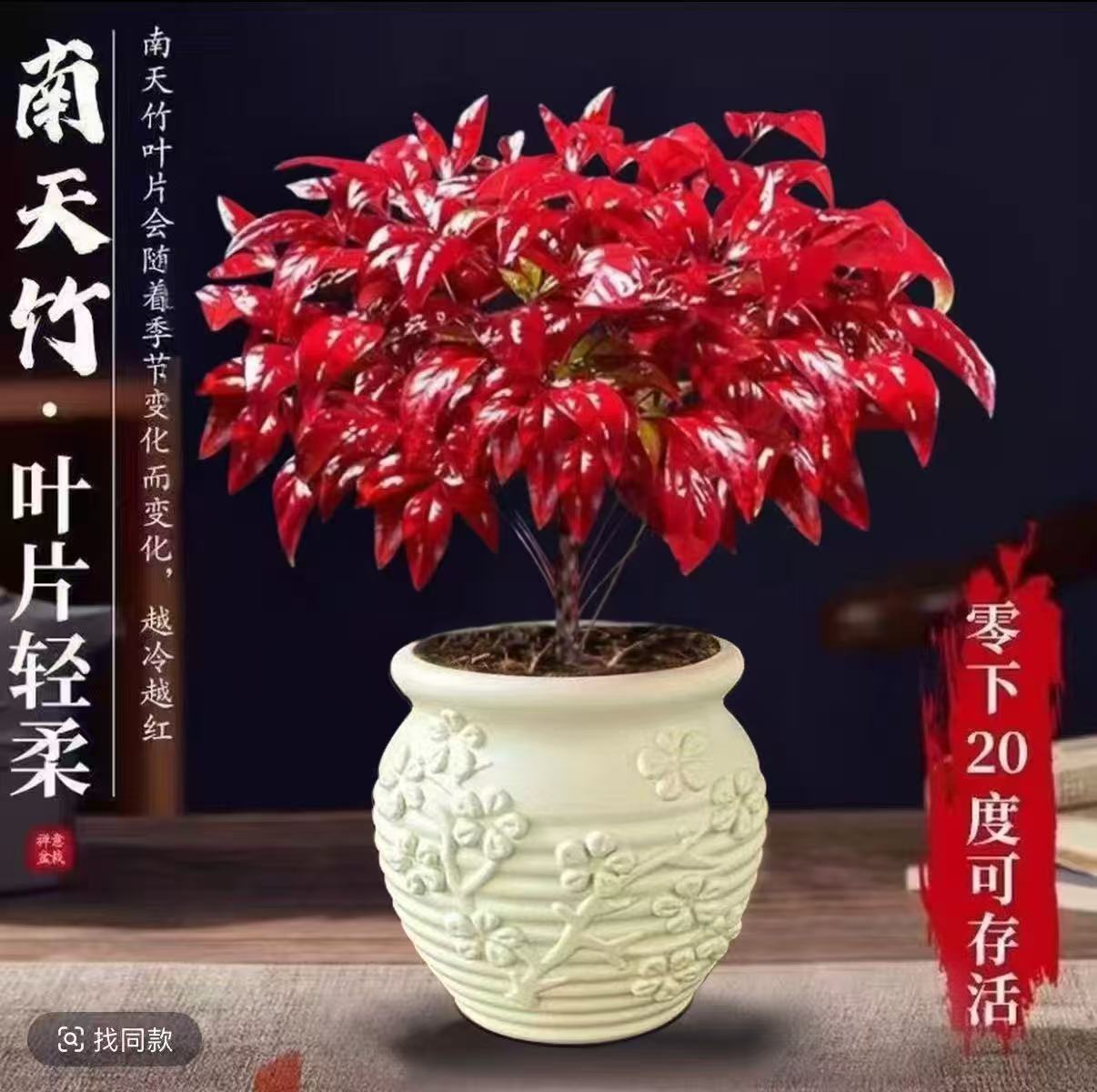 ZY越冷越红火焰南天竹盆栽耐寒室内外客厅办公室春绿冬红植物