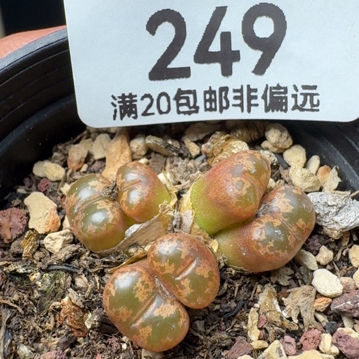 勋章带盆土。              