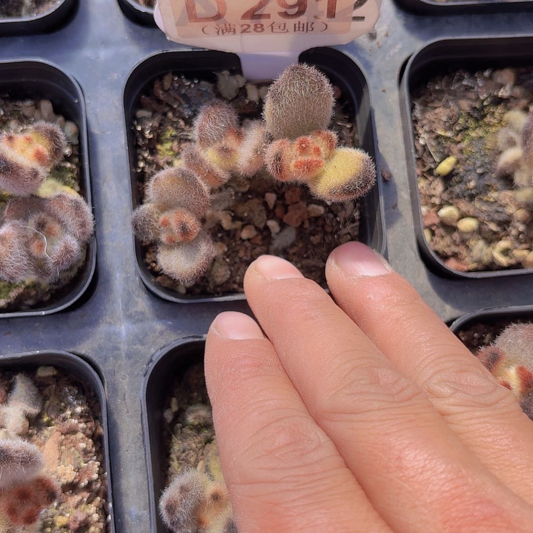 D291泰迪熊一物一拍