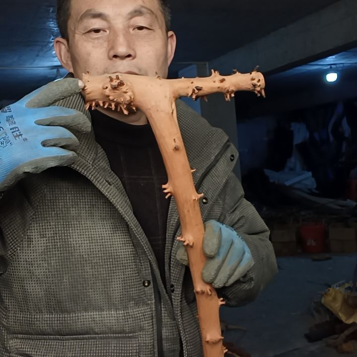 稳定木向*华贵州檬子木   铁马鞭   根艺  半成品