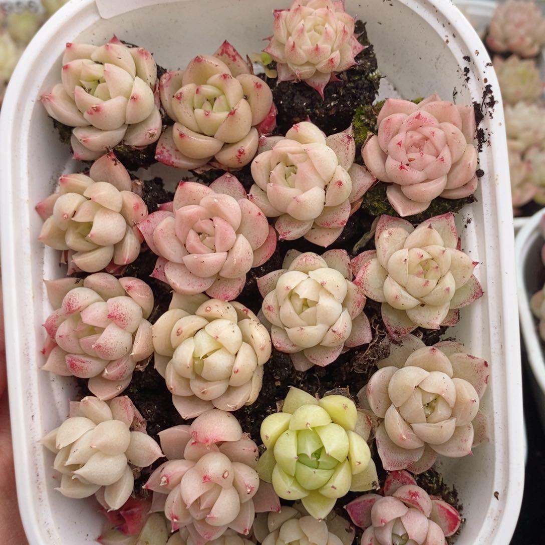 2-961 新疆西藏内蒙不发其他12.8包邮两到三厘米多肉