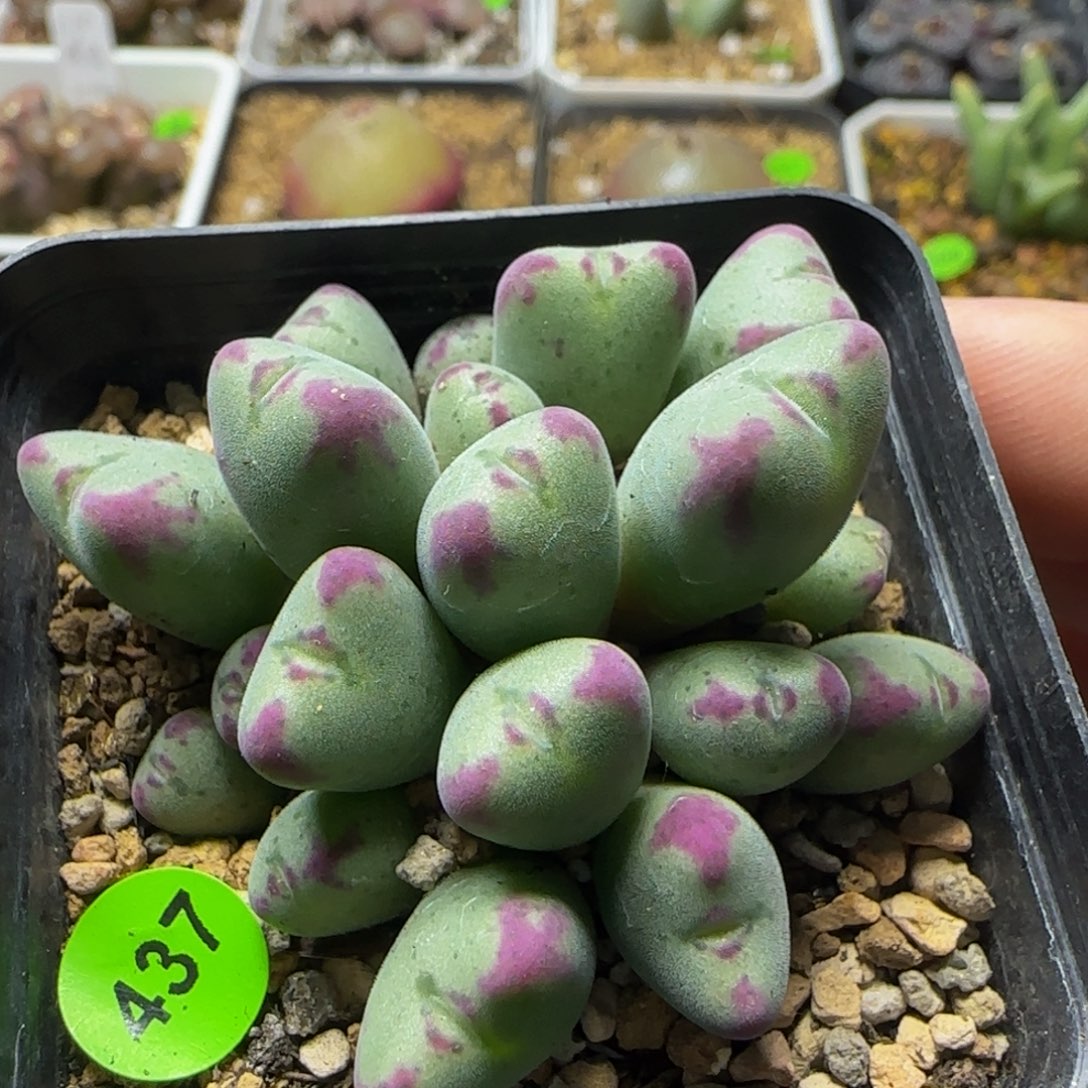 沙文莉亚小熊猫群19头437