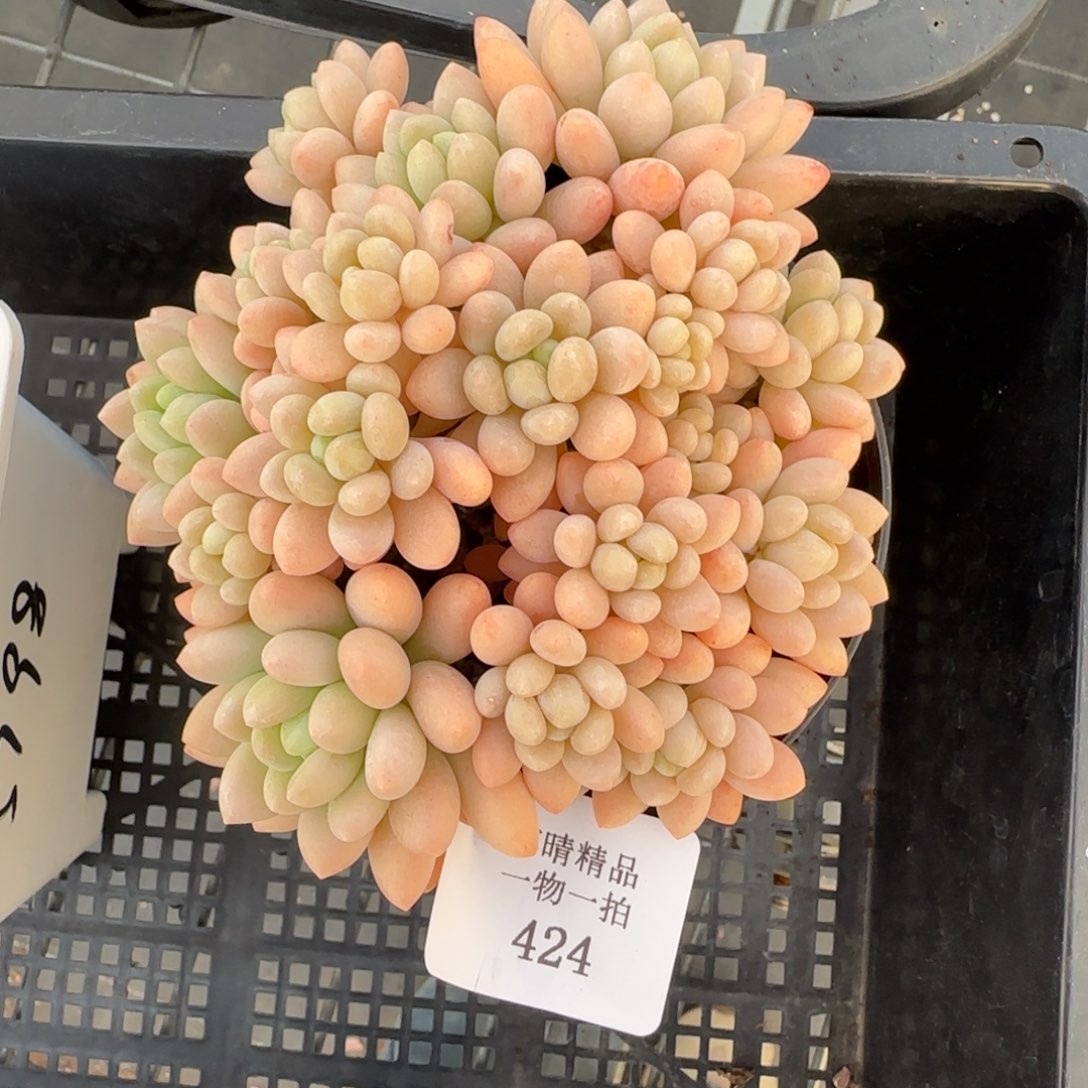 闪购精品多肉424号