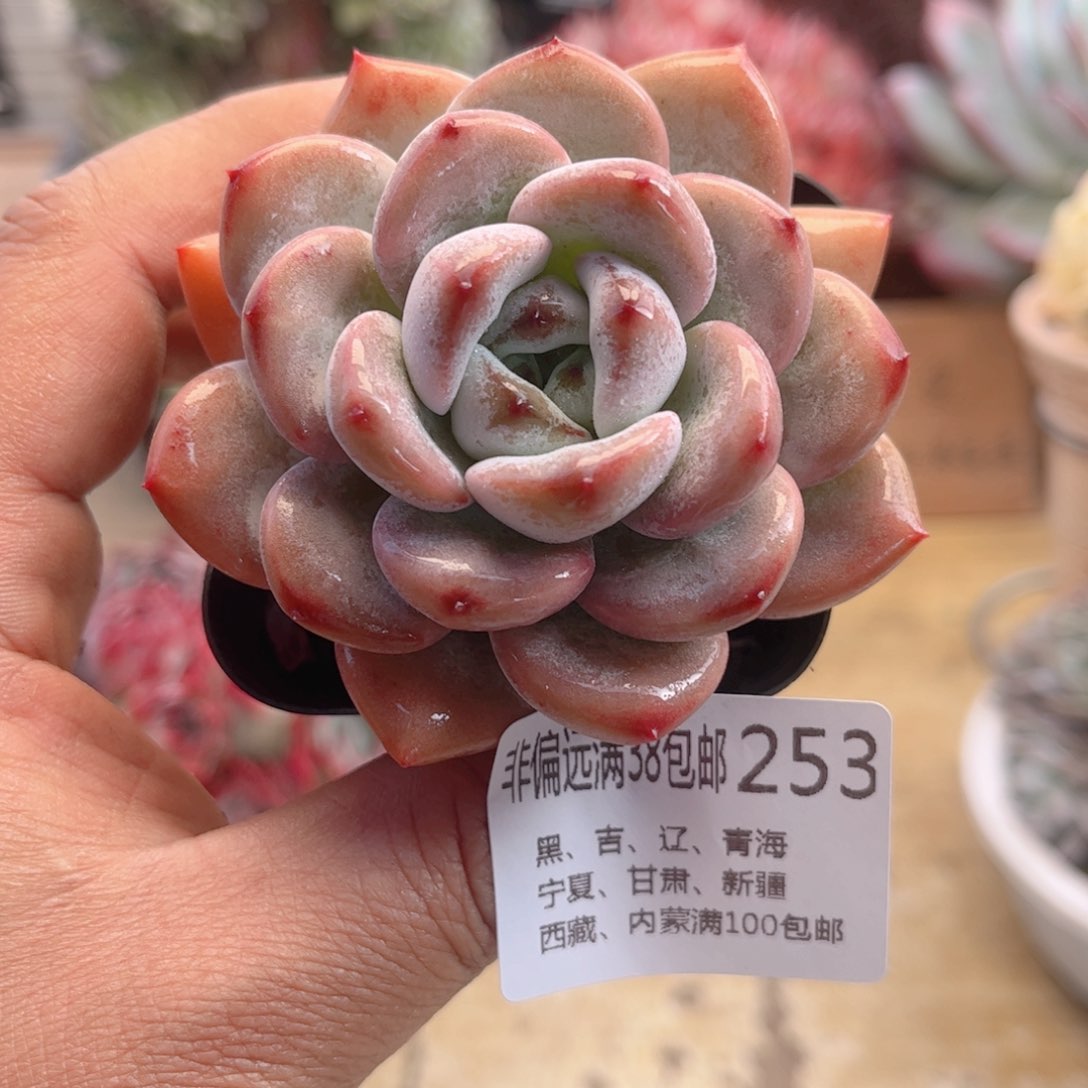 253星星雪德华多肉