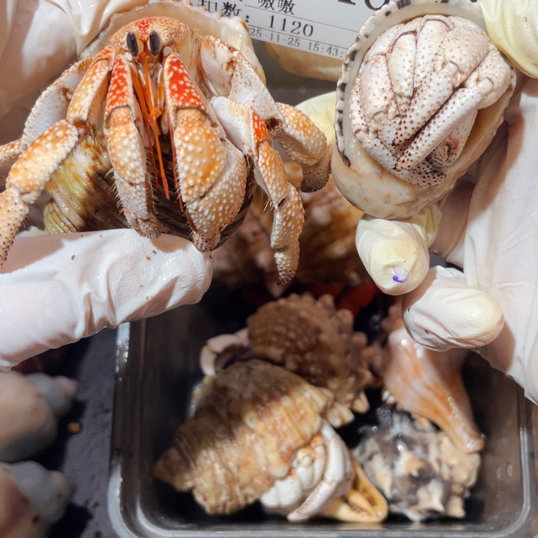 蜗居异宠寄居蟹218