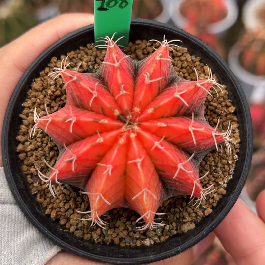 泰系实生肋骨锦208