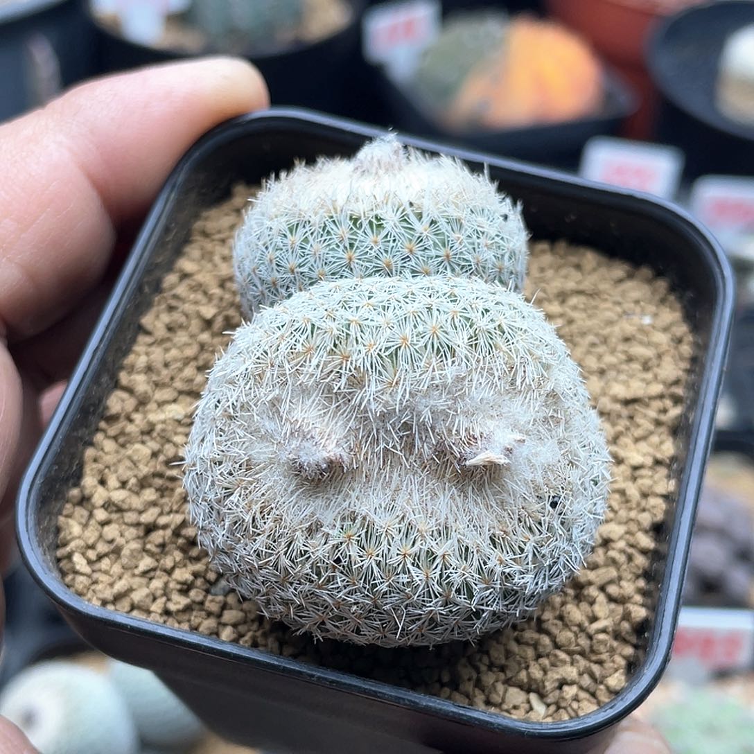 月世界缀化仙人球多肉