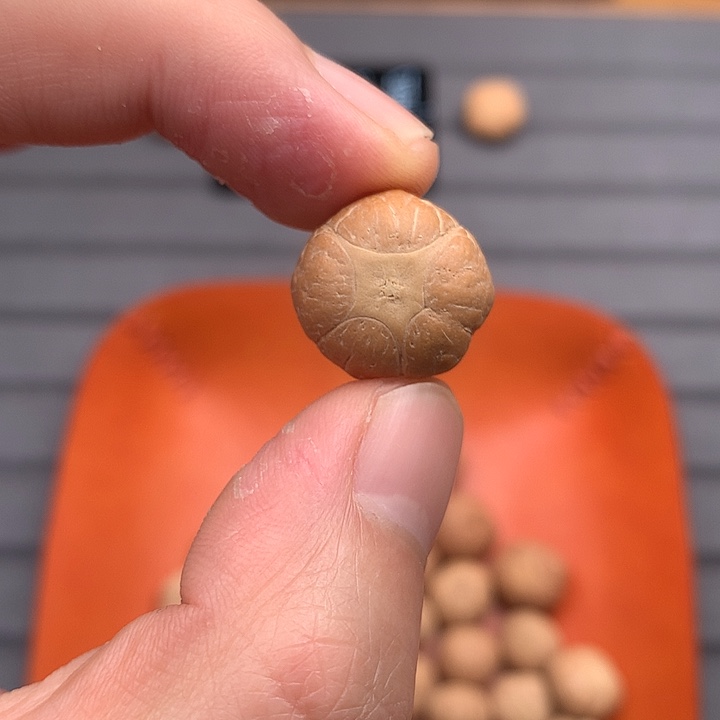 吊坠凤眼菩提18+五星，非质量问题开孔不退