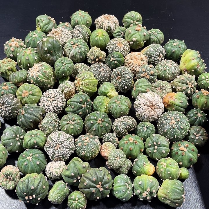 实生侧芽福袋盲盒