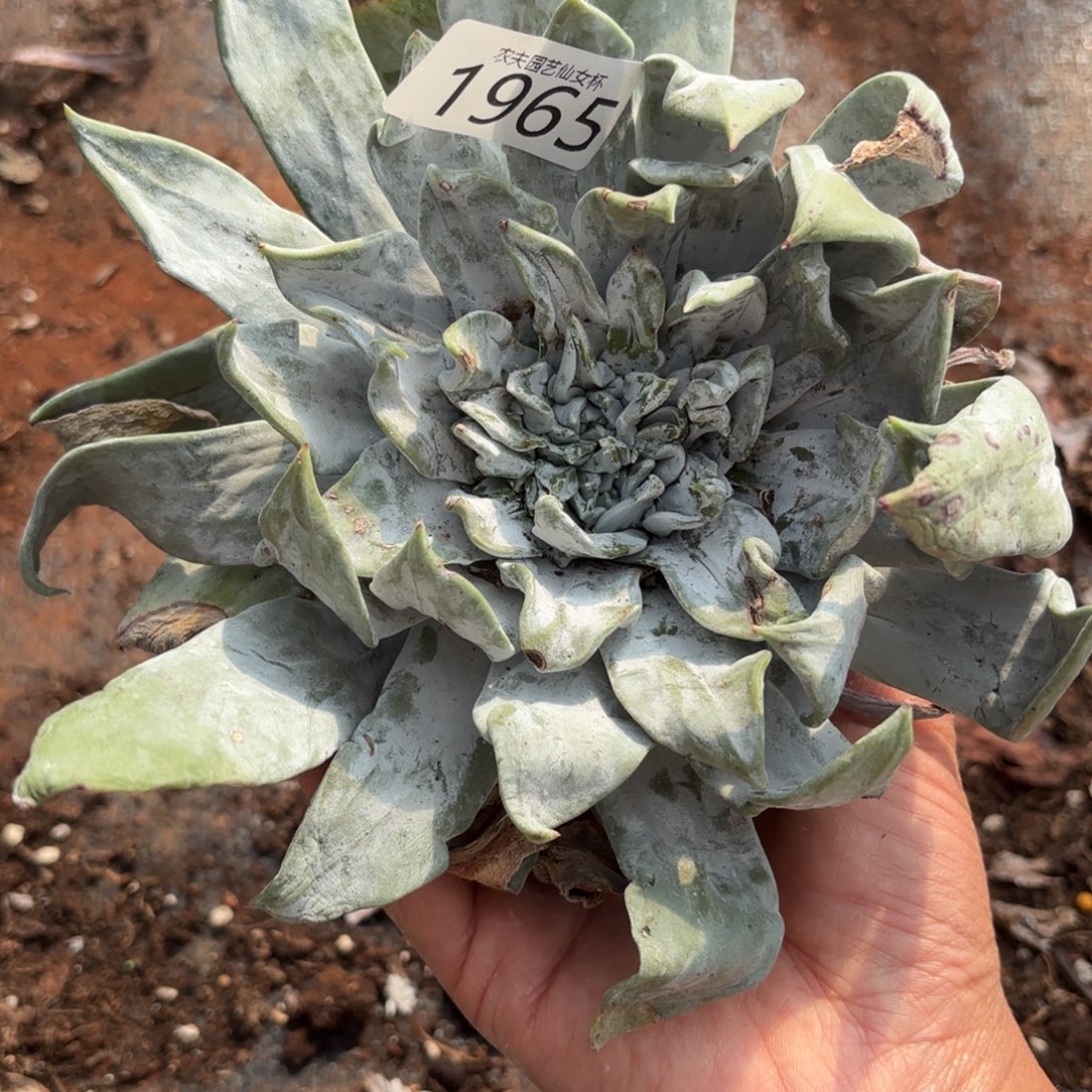 3代杂交仙女杯多肉福利瑕疵