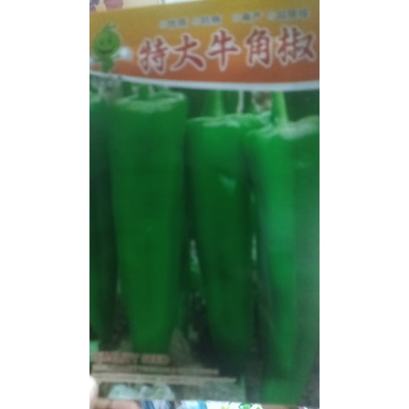 适合春秋季种植的特大牛角椒种子