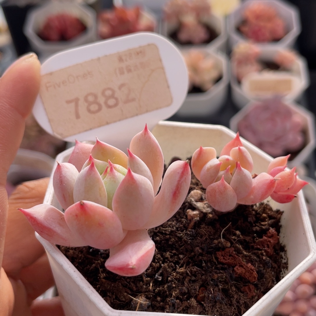 蓝鸟香槟7882-7.0厘米