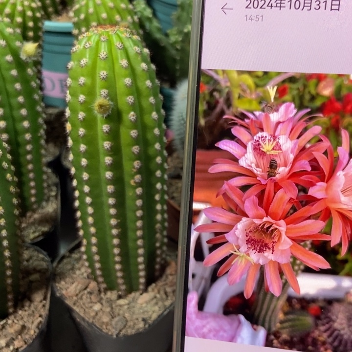 仙人球金一自根一个带花苞