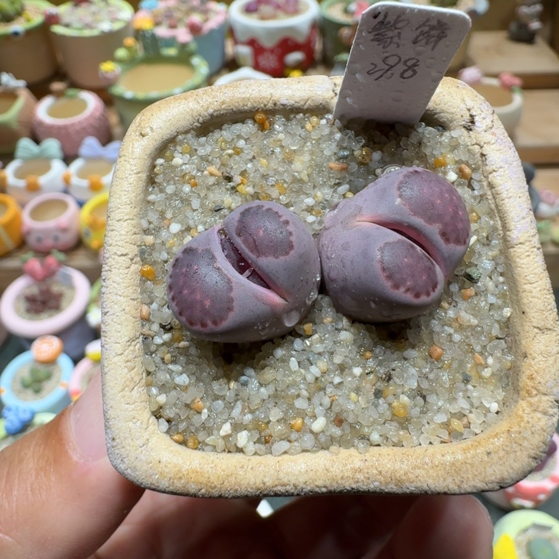 蘑菇1214紫饼多肉植物