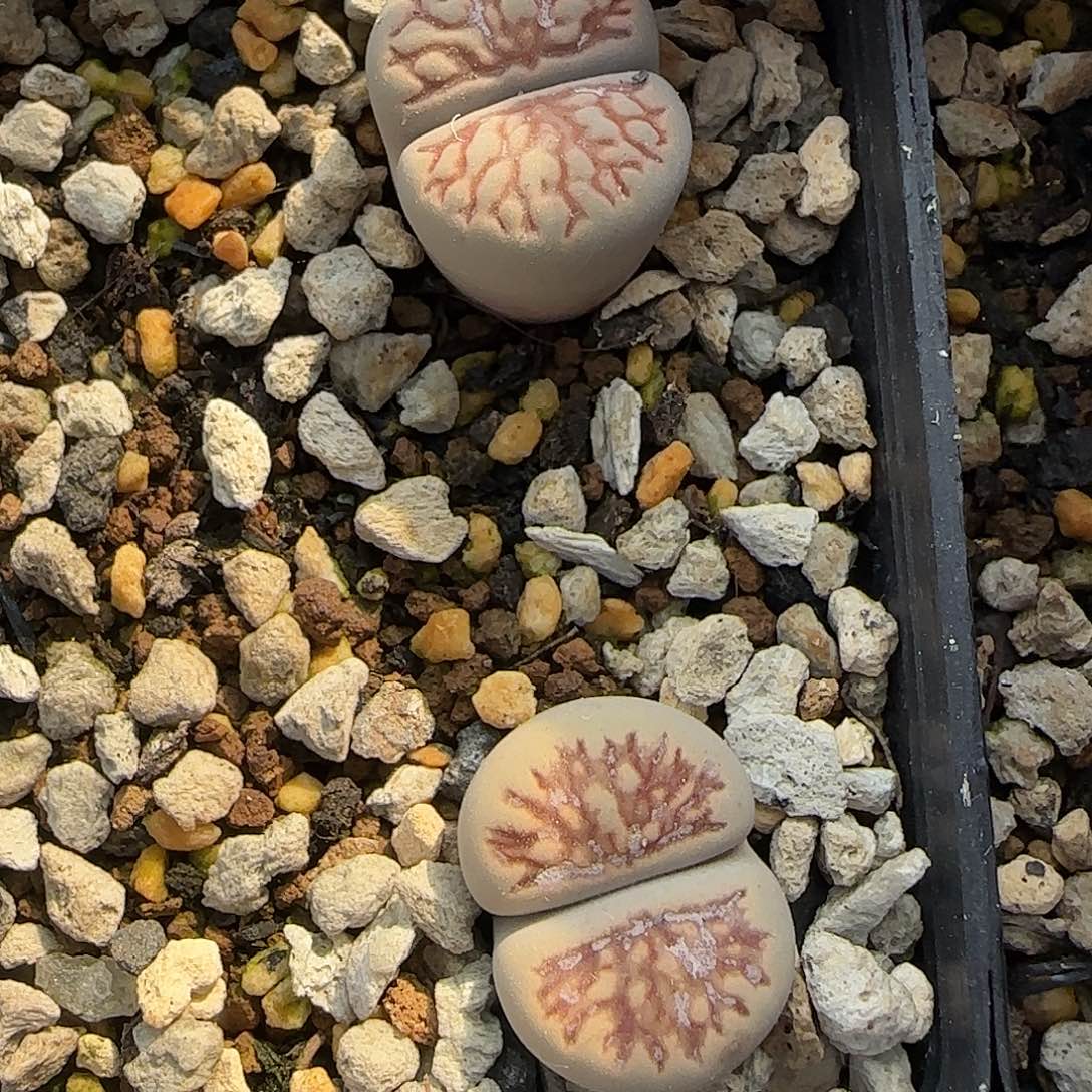 8581。默认脱土。18包邮。偏远88包邮