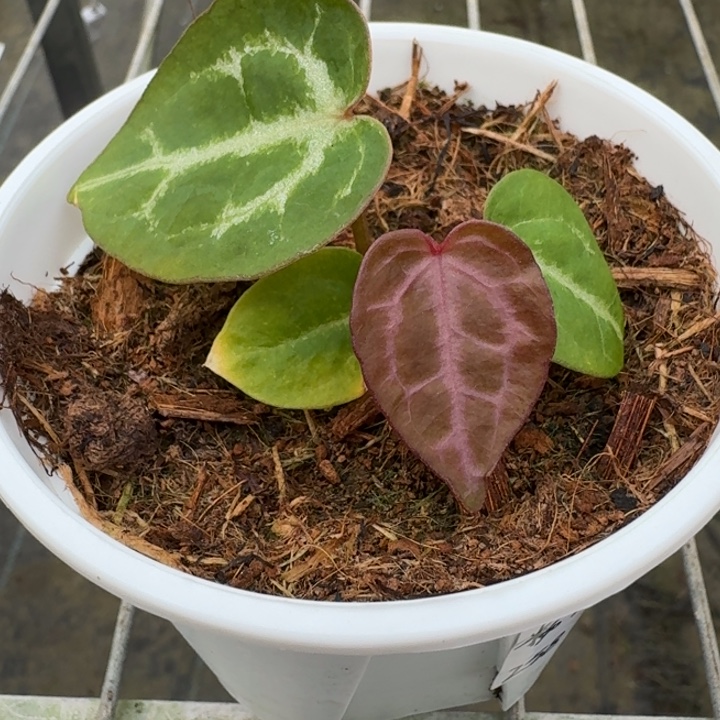 完全开放3号粉紫紫