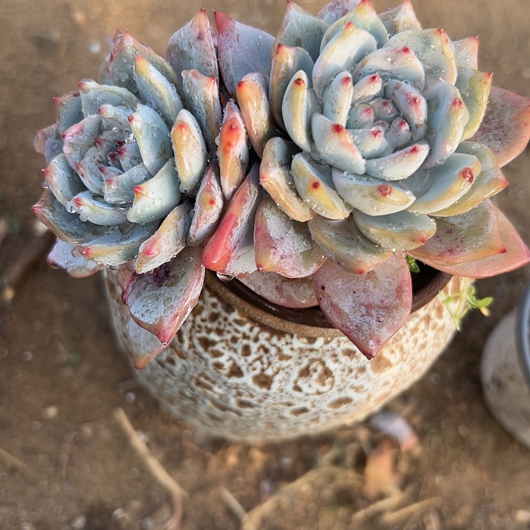 多肉植物粉蓝鸟双头