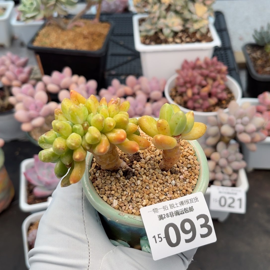 千代田之松缀化多肉多肉