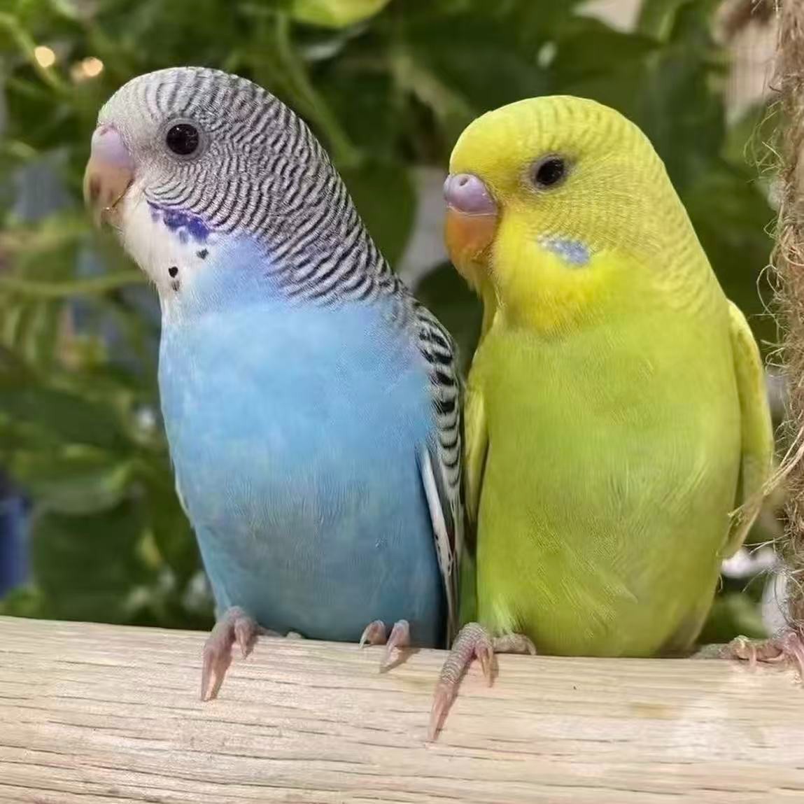 3只虎皮鹦鹉活鸟手养宠物鸟适合家养可繁殖亲人