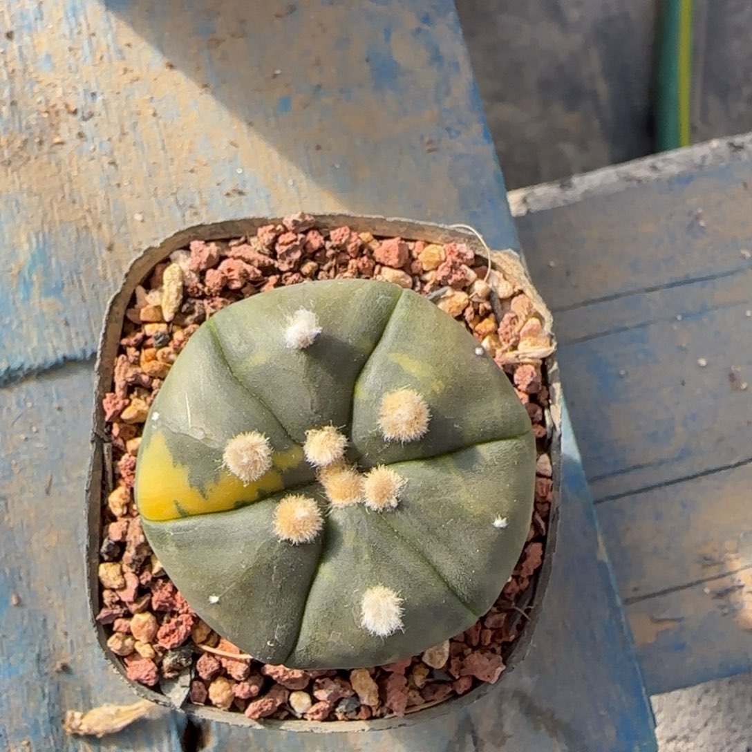 016实生兜锦多肉3.8