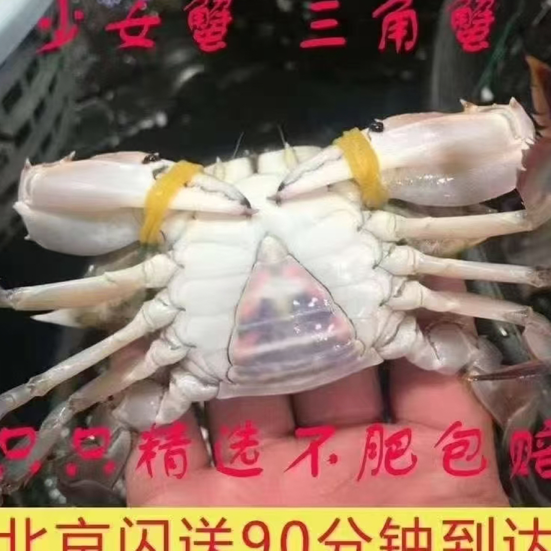 【鲜活】三角蟹 少女蟹 二母蟹一只2.5-3.5两一斤3-4只【保鲜不保活】
