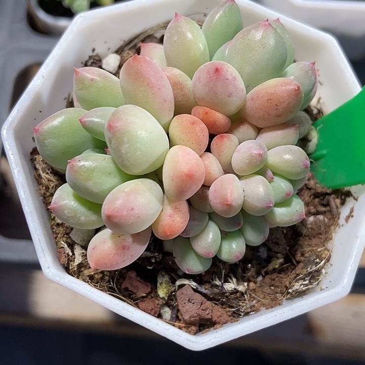 多肉植物萤火虫3067