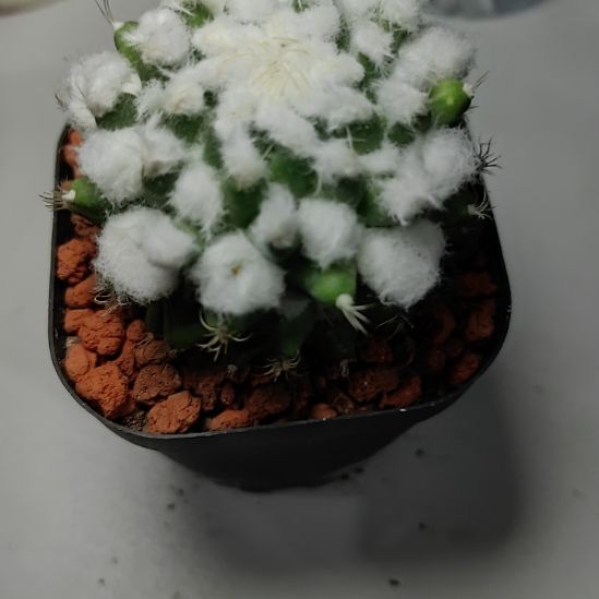 小***鱼雪糕带盆发货，，，，，