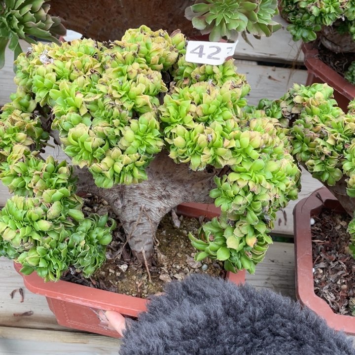 多肉多糖也太多吃起来有点辣