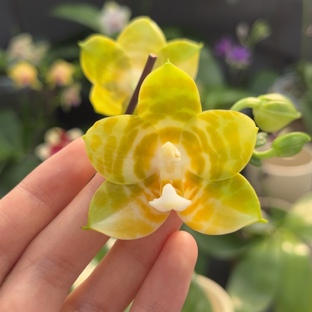 完全开放3.5寸弥陀反射王开花株