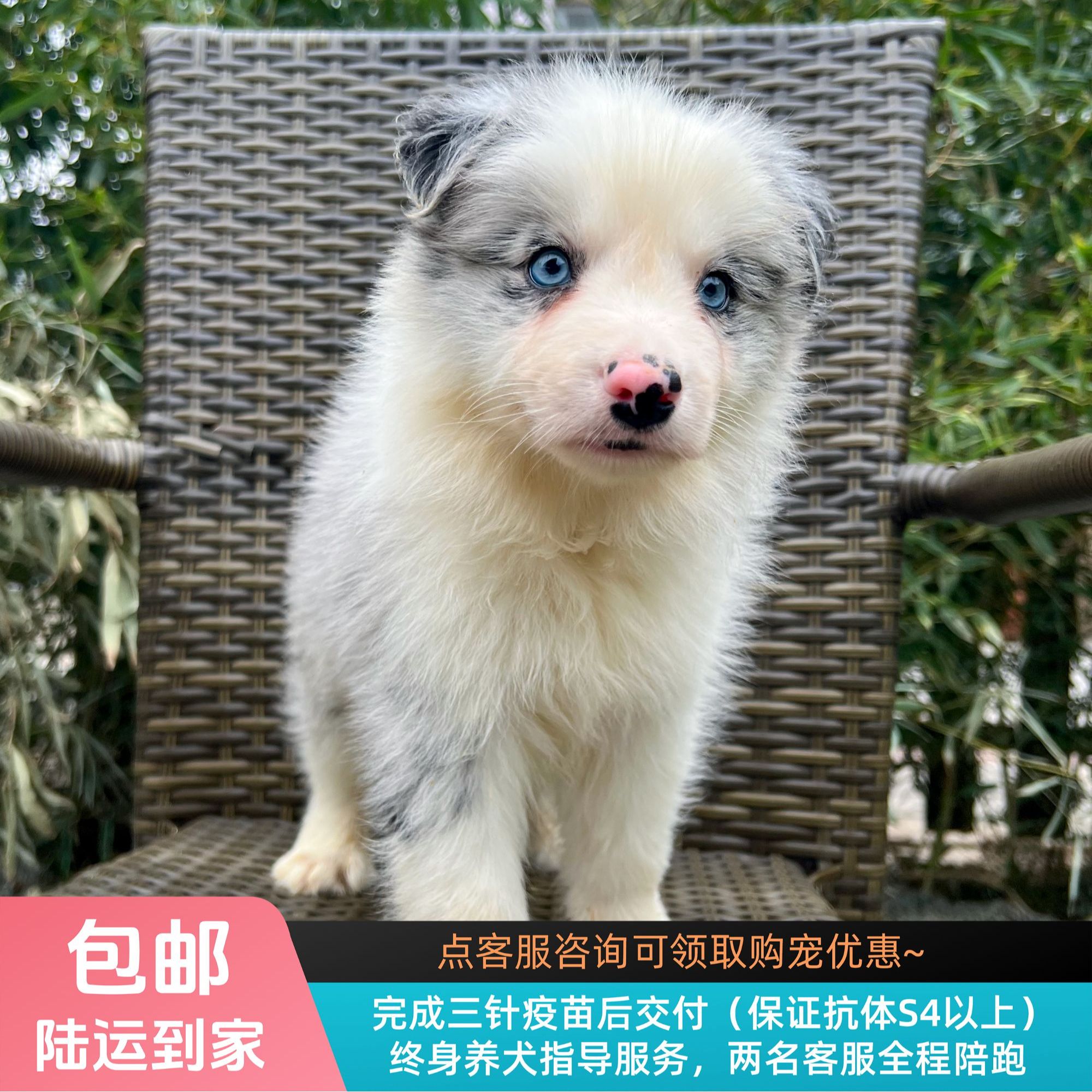 米粉-蓝陨石色边牧弟弟边境牧羊犬幼犬