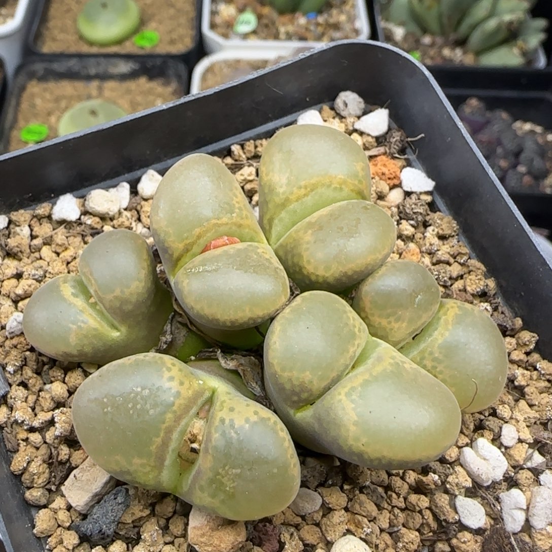 大风铃群多肉植物551