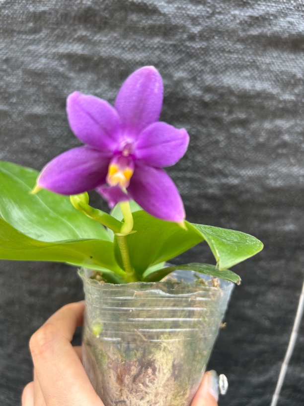 蝴蝶兰兰花盆栽兰花弯弯稀有原生种浓香印地狗蝴蝶兰1.7杯根少