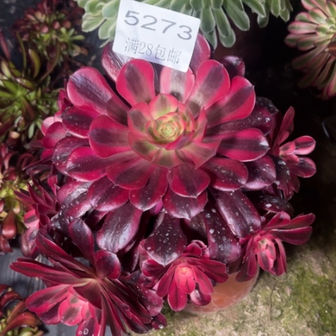 美杜莎多肉多肉5273