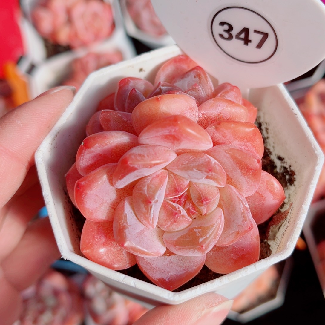 347号小老桩糖心双头