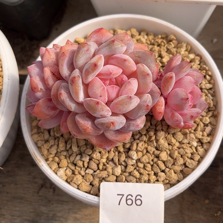 766四头老桩橙子多肉