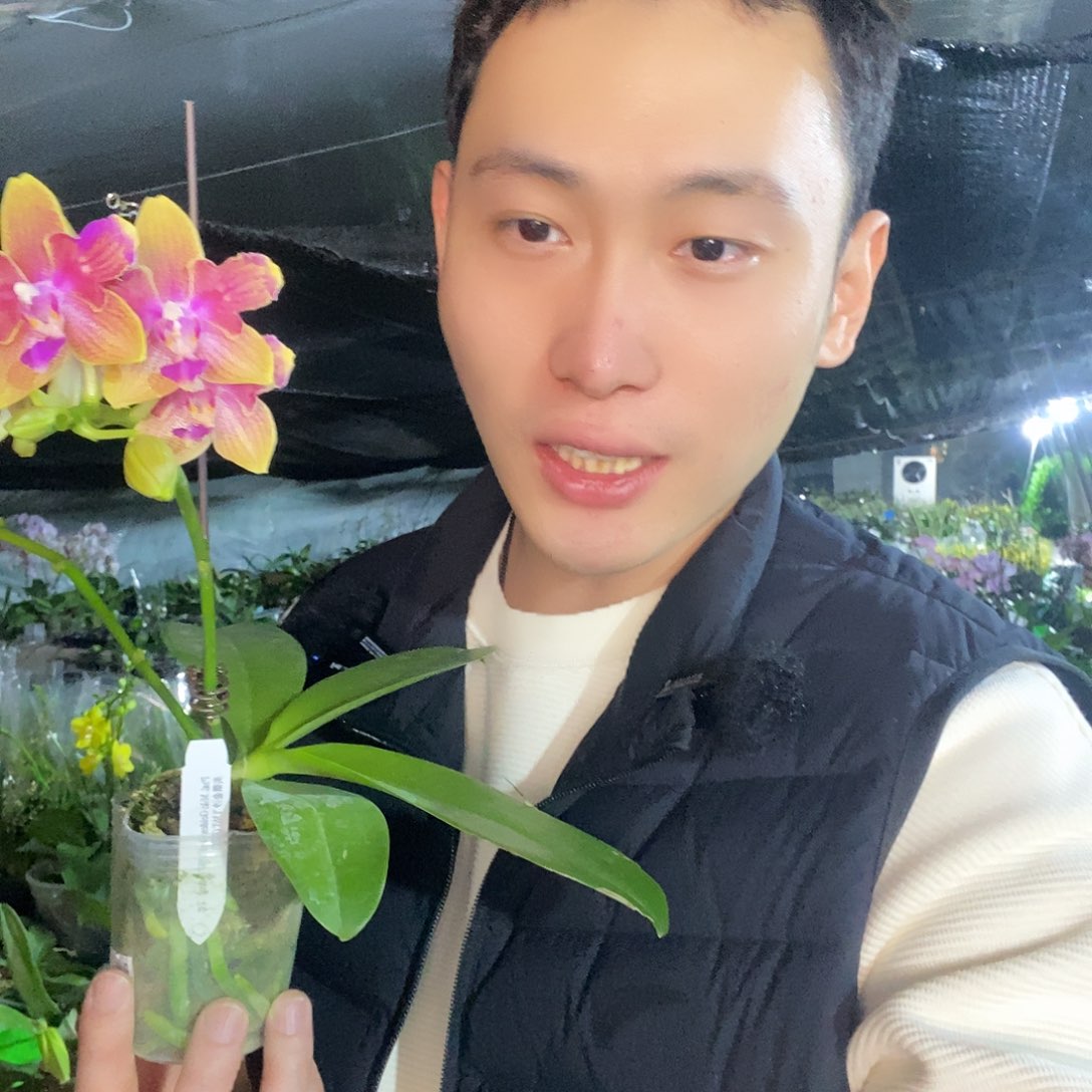无花朵美琪金沙蝴蝶兰