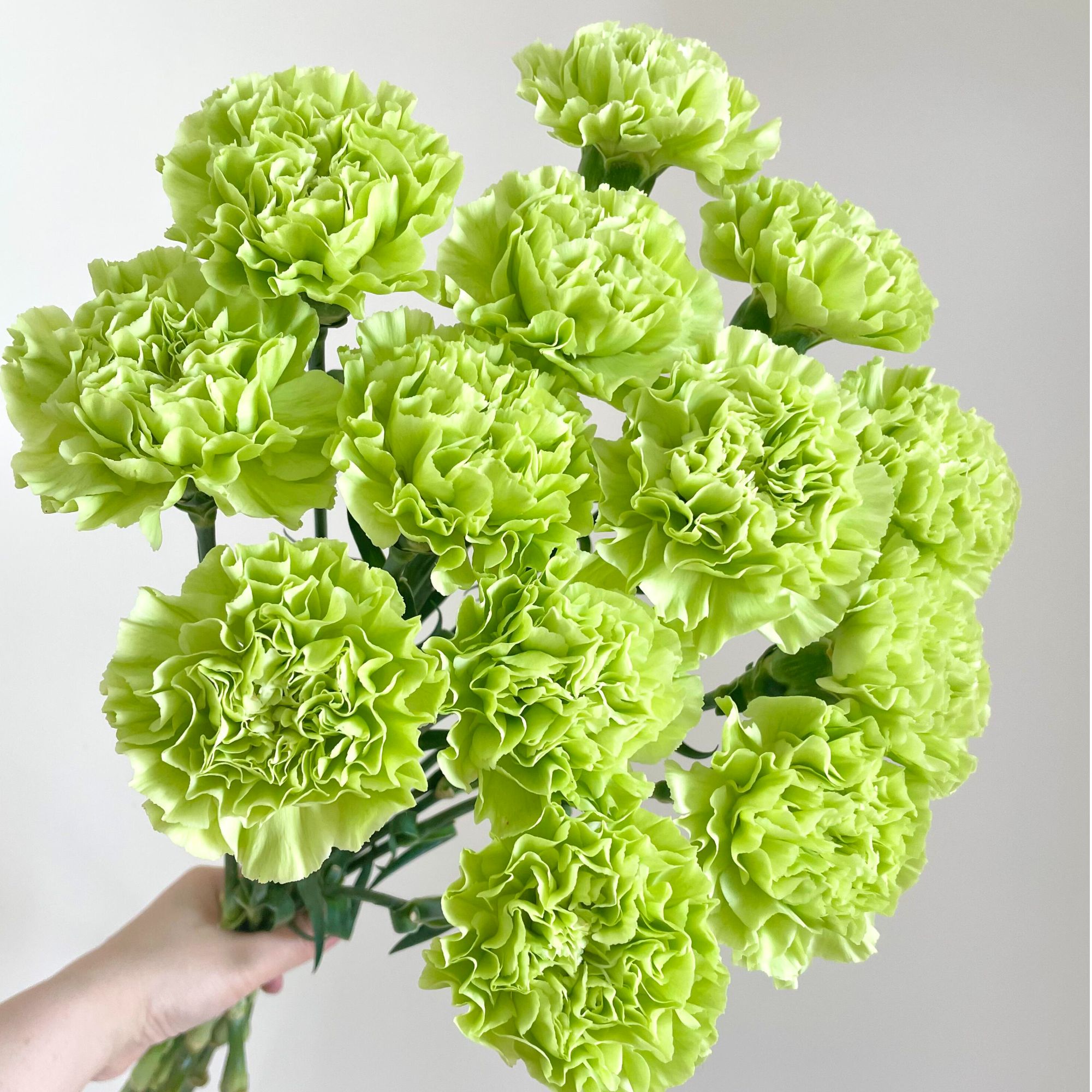 春草康乃馨绿色单头康乃馨鲜花 云南基地直发适合家庭水养