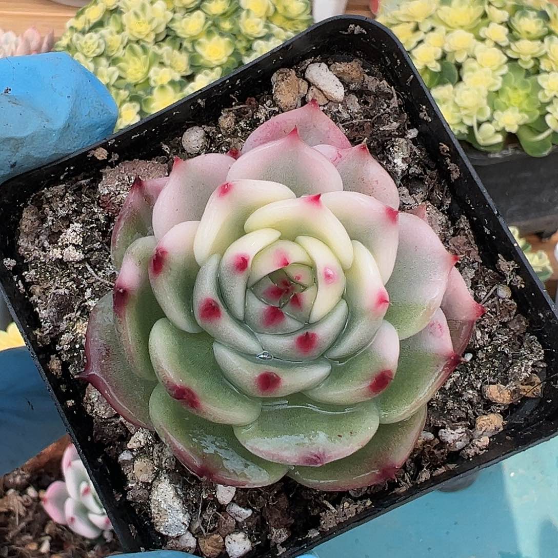 吉娃娃锦半覆轮锦