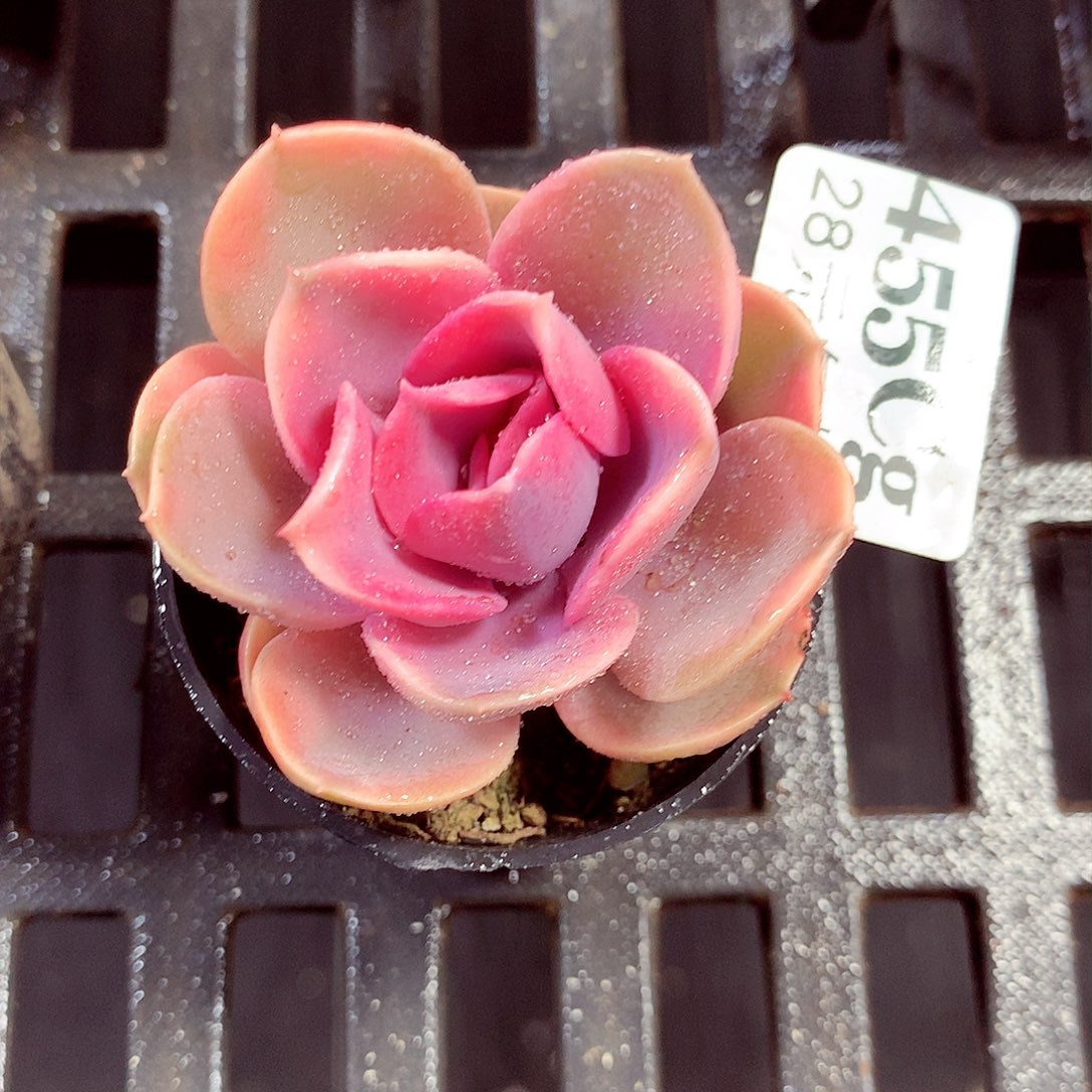 5厘米盆精控多肉455