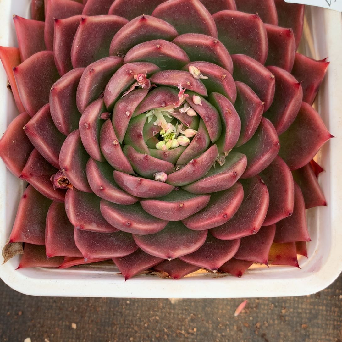 4349杂交精品基地13厘米