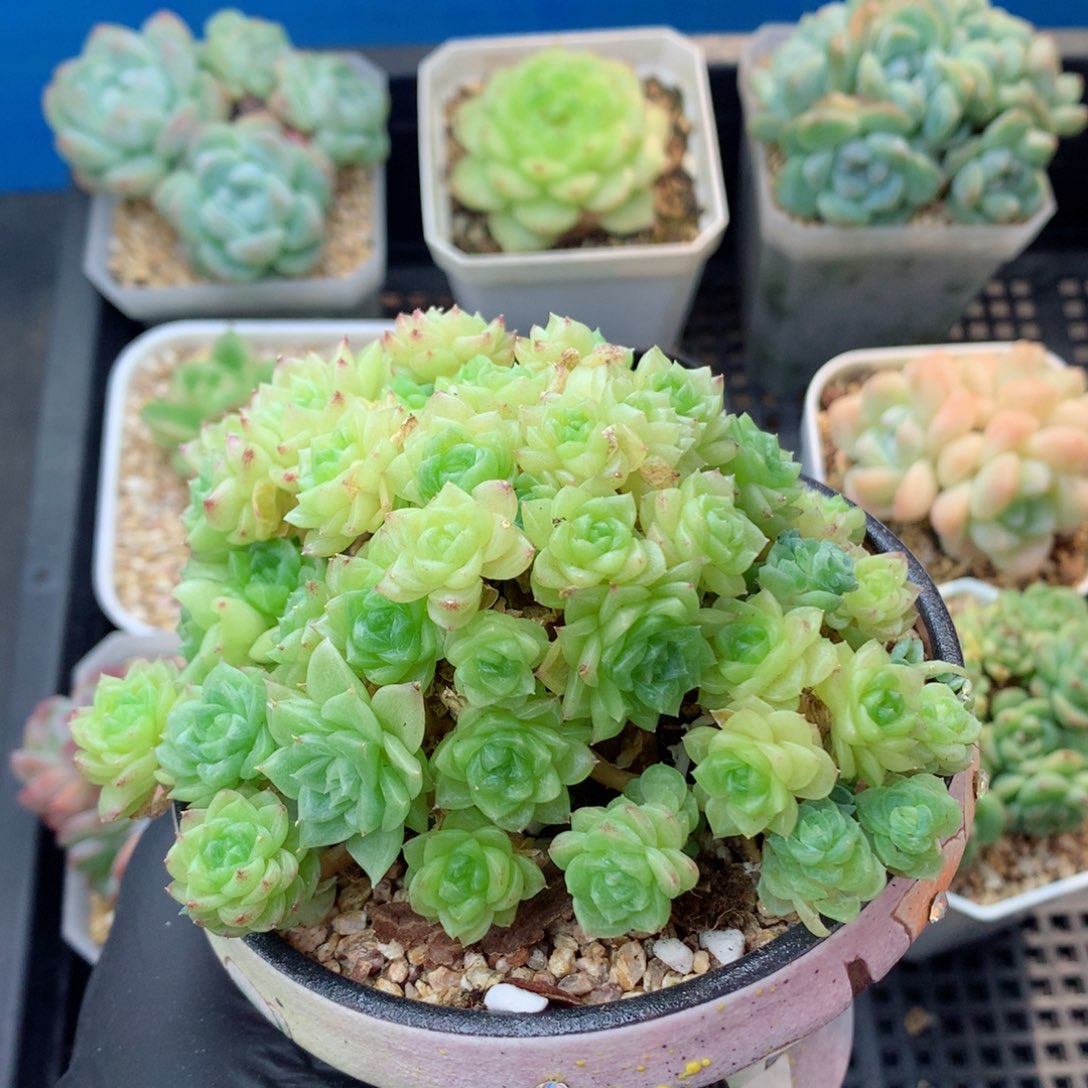 58包邮  群生不包整麦秆群103