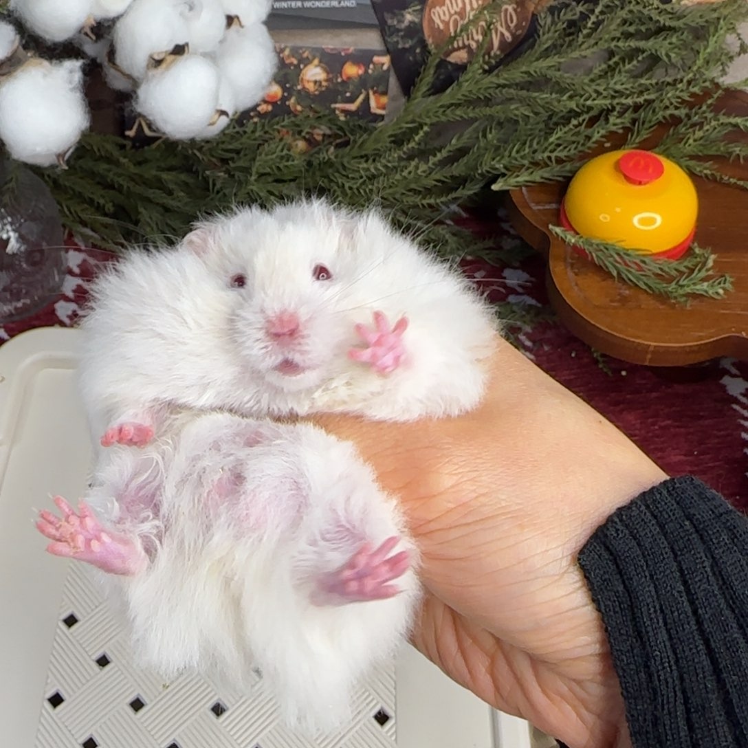 银灰金弟弟11.08生日