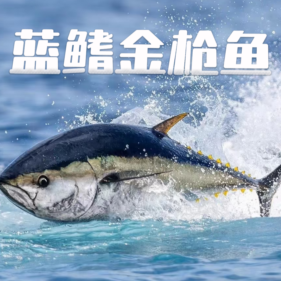蓝鳍金枪鱼西班牙进口冰鲜大西洋金枪鱼刺身生鱼片【边角】